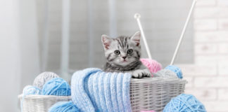 Il Gatto Europeo 583 0 058 Gatto Europeo